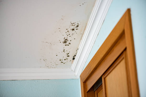 Best Environmental Consulting for Mold Prevention  in Camden, AR